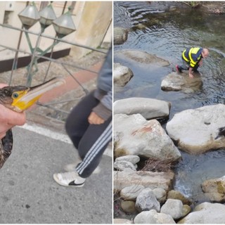 Dolceacqua, marangone ferito salvato da Ambulanze Veterinarie Odv (Foto)