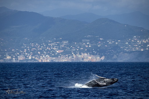 Megattera avvistata nel ponente ligure: le raccomandazioni della Guardia Costiera per i diportisti