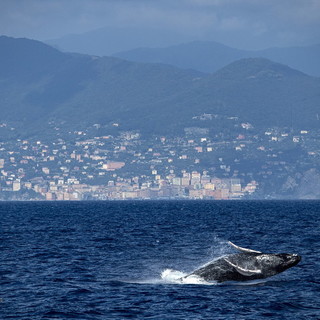 Megattera avvistata nel ponente ligure: le raccomandazioni della Guardia Costiera per i diportisti