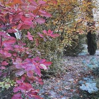 Bordighera: una mostra fotografica del 'Giardino di Silvana' presso la sede dell'UCD/ANPI