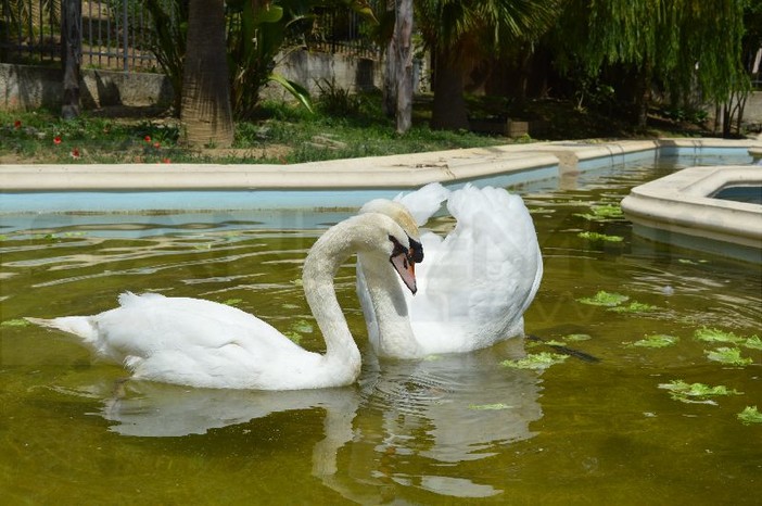 Sanremo: 'Mugugna' è arrivata nel pomeriggio a Villa Ormond, da oggi il parco avrà due cigni (Foto e Video)