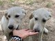 Sanremo: le cucciole Nadia e Fiorella cercano nuove famiglie