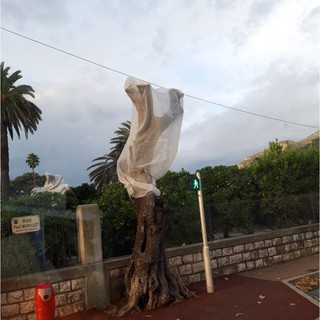 Un olivo colpito dalla Xylella