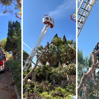 Ospedaletti, albero caduto sul Lungomare Cristoforo Colombo: intervento dei vigili del fuoco (Foto)