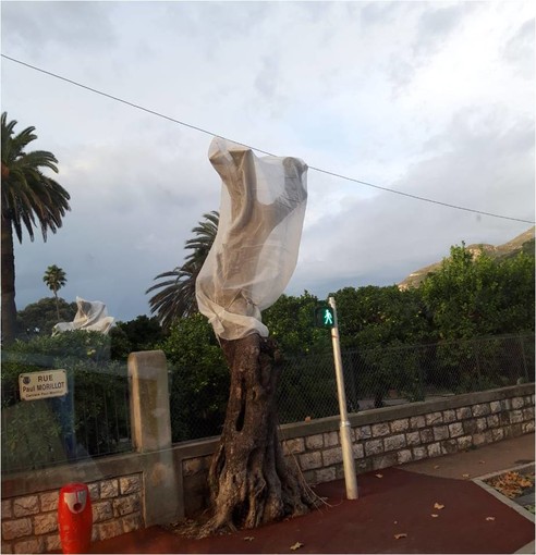 Un olivo colpito dalla Xylella