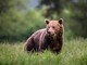 Runner morto in Trentino, Gandolfo (Accademia Kronos): &quot;L'orso ha gli stessi diritti dell'uomo, no alla pena di morte&quot;