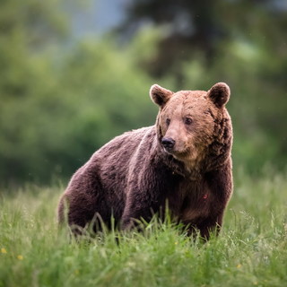 Runner morto in Trentino, Gandolfo (Accademia Kronos): &quot;L'orso ha gli stessi diritti dell'uomo, no alla pena di morte&quot;