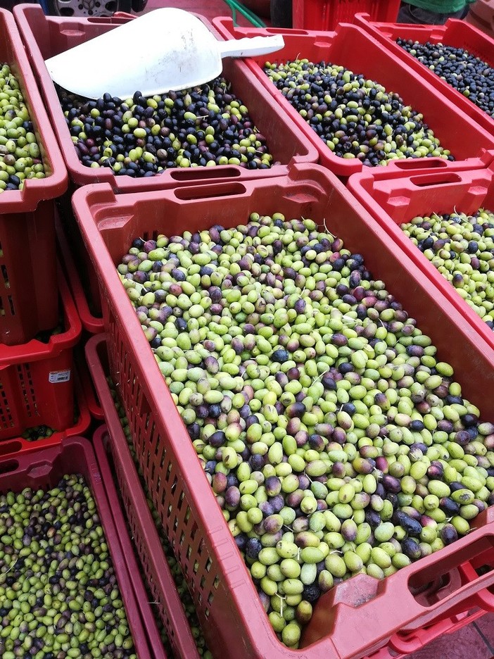 Confartigianato sostiene il progetto di ‘Innovazione valorizzazione delle acque di vegetazione’ in particolare per la filiera olivicola