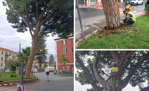 Arma di Taggia, il pino in via Blengino è pericolante: sarà abbattuto (Foto)