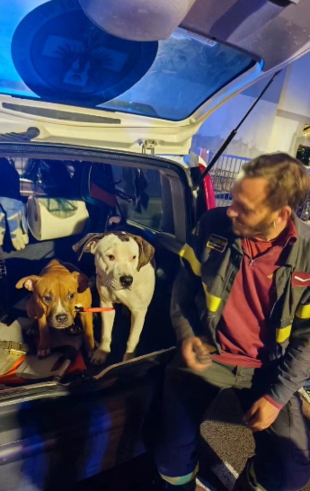 Vallecrosia, cani rinchiusi in una casa abbandonata e pericolante: salvati dai soccorsi (Foto e video)