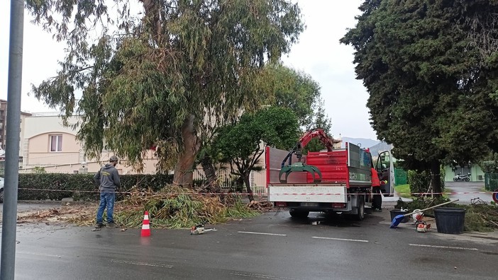 Bordighera, potatura in via Aurelia: scatta il divieto di sosta (Foto)