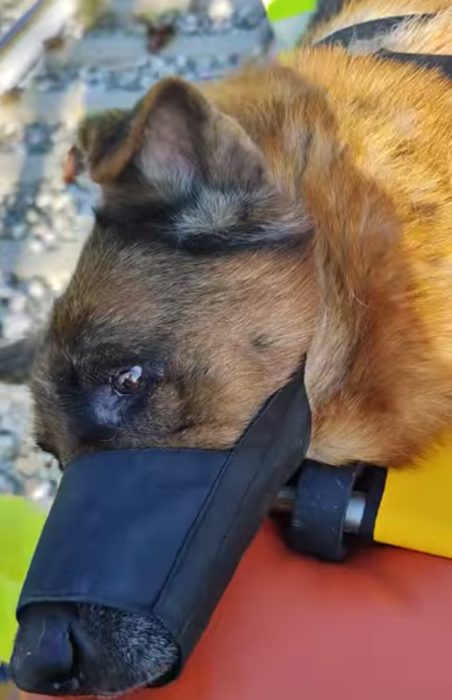 Ventimiglia, è morto il cane investito sui binari del treno (Video)