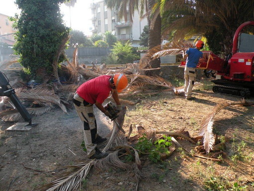 Bordighera: 'Tolleranza zero' al Punteruolo Rosso, abbattute 2 palme ai giardini Winter