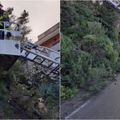 Camporosso, pino crolla sulla strada: vigili del fuoco in azione (Foto)