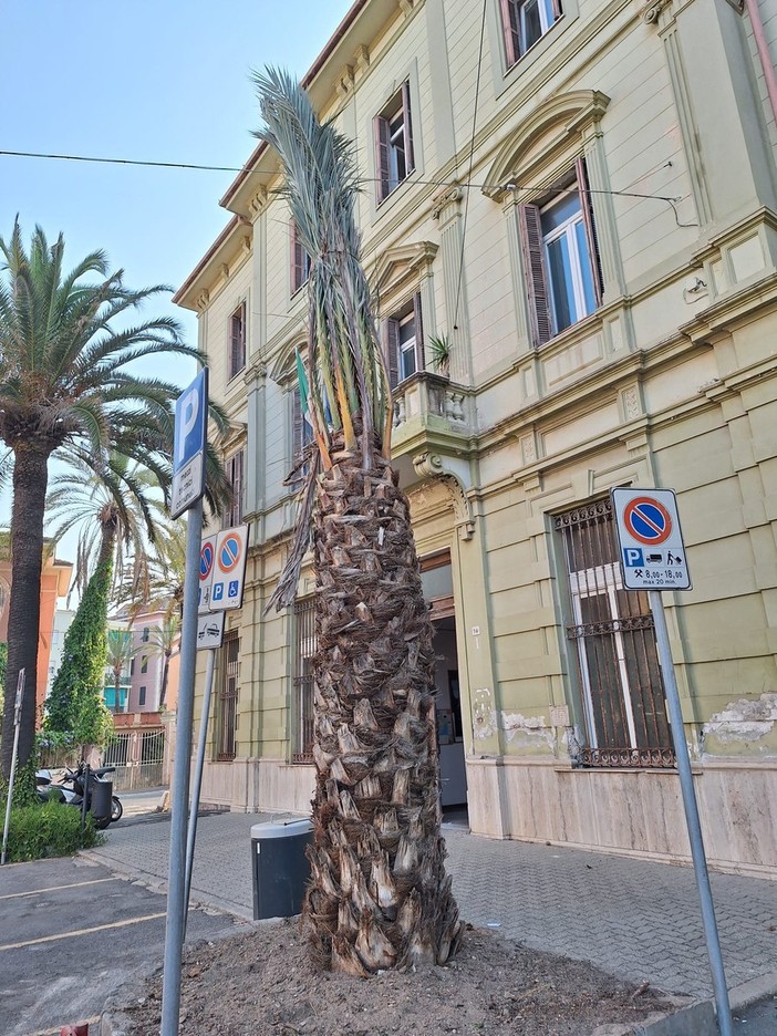 Bordighera mette a dimora nuove palme Phoenix dactylifera (Foto)