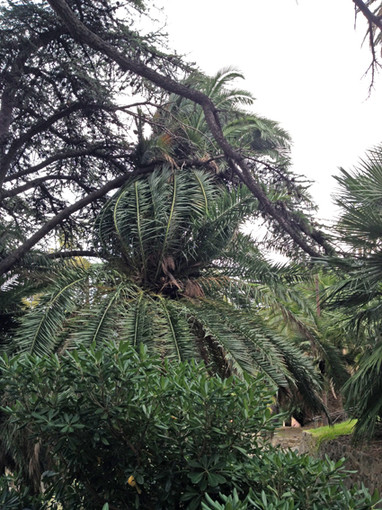 Sanremo: il Comune interviene ai Giardini Regina Elena, il grazie di Marzia Cavalleri