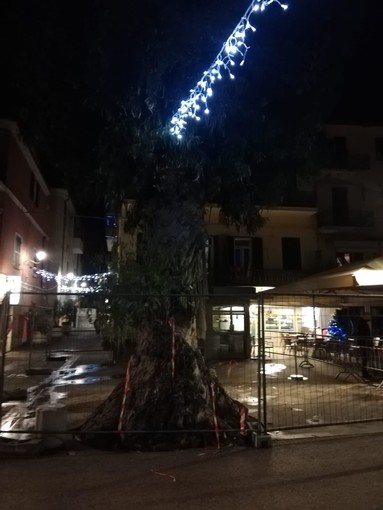 Arma di Taggia: eucaliptus di piazza Chierotti, ampliata la recinzione di sicurezza e i cittadini chiedono spiegazioni