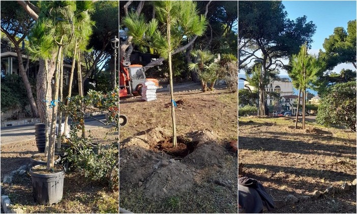 Bordighera, nuovi esemplari nella Pineta del Capo: al via la riqualificazione di via Stella Maris (Foto)