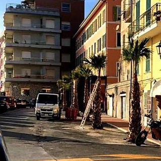 Ventimiglia: come annunciato dall'Amministrazione, prosegue in città la piantumazione alberi da alto fusto