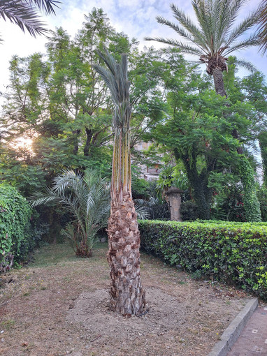 Bordighera, sette nuove palme per piazza Valgoi (foto)