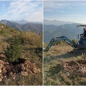 Ventimiglia, a Monte Pozzo iniziata la piantumazione di 30 abeti utilizzati nel periodo natalizio (Foto)