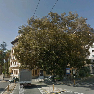 Sanremo: dopo l'albero caduto in via Roma, un lettore ne segnala un altro altrettanto pericoloso