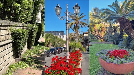 Bordighera al lavoro per il patrimonio del verde, Ingenito: &quot;Finanziati nuovi appalti&quot; (Foto)