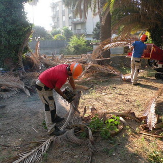 Bordighera: 'Tolleranza zero' al Punteruolo Rosso, abbattute 2 palme ai giardini Winter