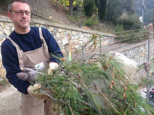 Intervento dalla Protezione Civile per rimuovere nidi di Processionaria a Seborga (foto)