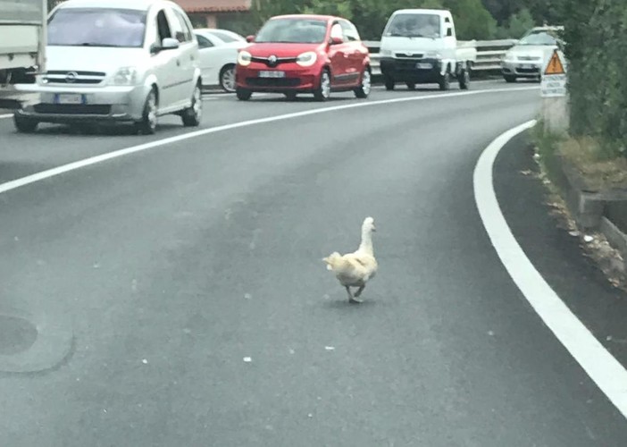 Santo Stefano al Mare: traffico in tilt sulla via Aurelia per la passeggiata di una papera