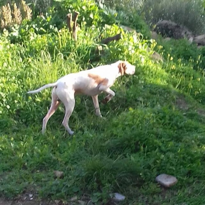 San Biagio della Cima: smarrito questa mattina cane da caccia, l'appello dei proprietari