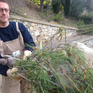 Intervento dalla Protezione Civile per rimuovere nidi di Processionaria a Seborga (foto)