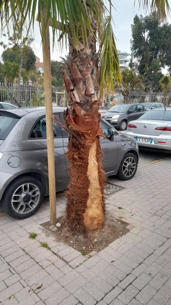 Ventimiglia: danneggiate due palme per 8mila euro, il Comune le sostituirà