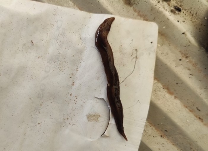 Specie aliena segnalata in provincia di Imperia: è la Planaria Obama nungara