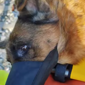 Ventimiglia, è morto il cane investito sui binari del treno (Video)