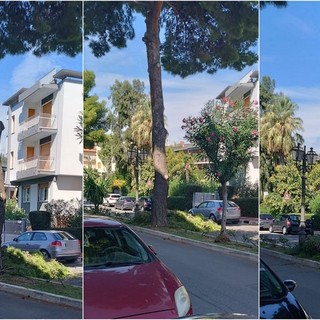 Bordighera, vento forte: grosso ramo di pino cade sulla strada (Foto)