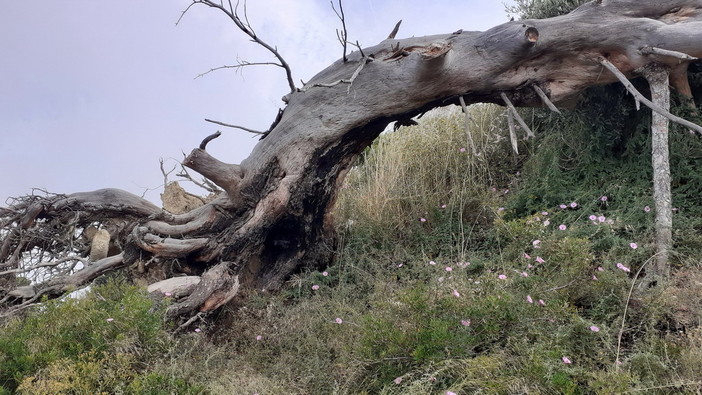 Sanremo: pericolosità in Strada per Bussana Vecchia, la segnalazione con foto di un residente