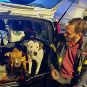 Vallecrosia, cani rinchiusi in una casa abbandonata e pericolante: salvati dai soccorsi (Foto e video)