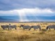 Parchi Nazionali della Tanzania: guida completa per un safari indimenticabile