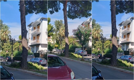 Bordighera, vento forte: grosso ramo di pino cade sulla strada (Foto)