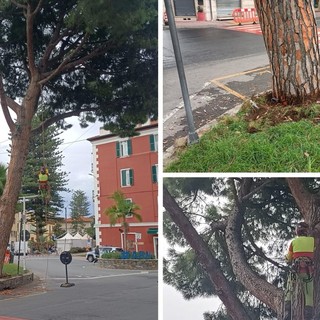 Arma di Taggia, il pino in via Blengino è pericolante: sarà abbattuto (Foto)