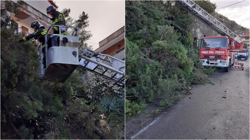 Camporosso, pino crolla sulla strada: vigili del fuoco in azione (Foto)