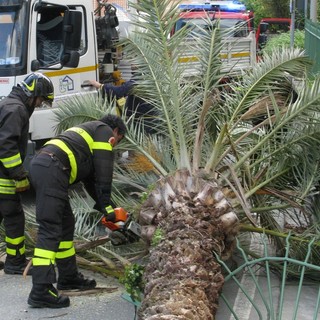 Palma cade su auto in via Vittorio Veneto a Ventimiglia: era infestata dal punteruolo rosso