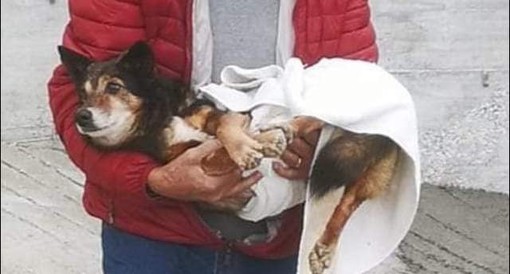 Taggia: raccolta fondi per salvare il cagnolino Artù, attivato conto per gestire le donazioni