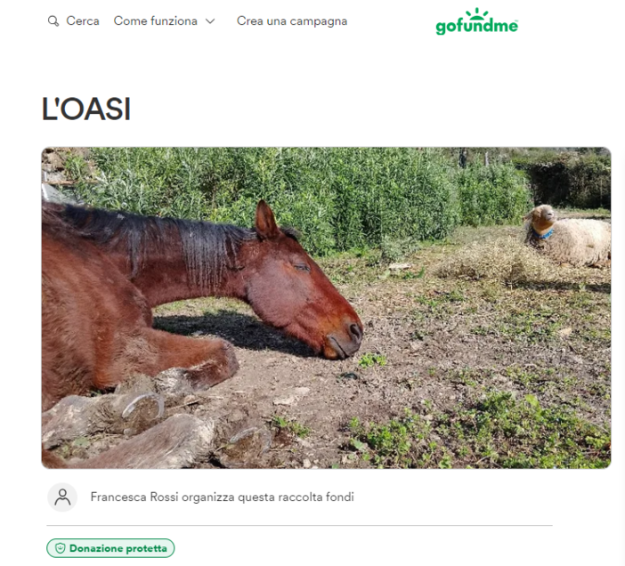 Bordighera, l’Oasi di Francesca al Beodo lancia raccolta fondi per curare il cavallo Titan e la pecora Wendy