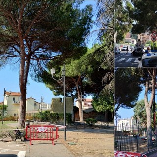 Vallecrosia, rami di pino pericolanti: al via i lavori per la messa in sicurezza (Foto)