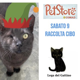 Al Pet Store di Arma di Taggia raccolta cibo per i gatti  randagi