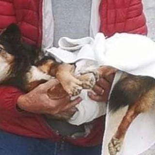 Taggia: raccolta fondi per salvare il cagnolino Artù, attivato conto per gestire le donazioni