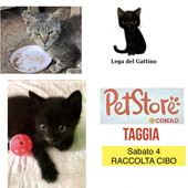 Taggia: domani per tutto il giorno raccolta cibo per i gatti e gattini randagi al Pet Store di Arma di Taggia