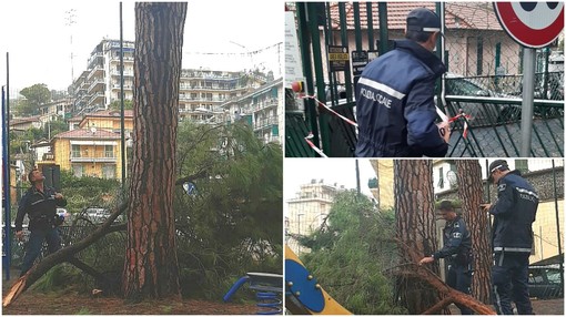 Sanremo: grosso ramo crolla nei giardinetti delle scuole del borgo, intervento della Polizia Locale